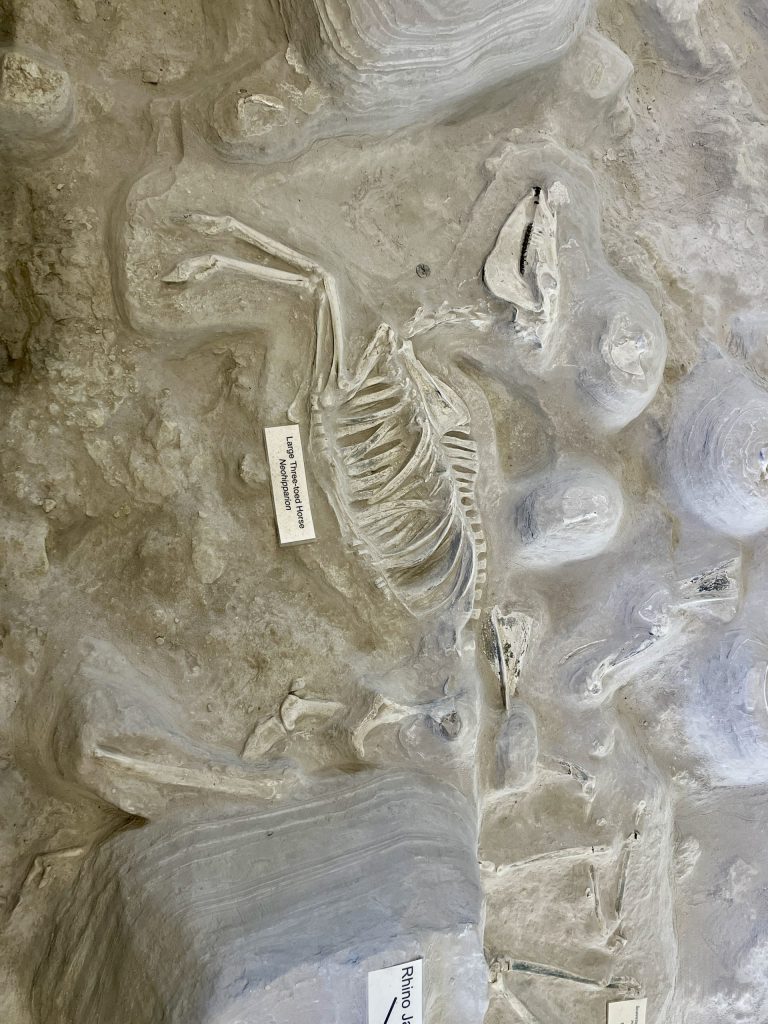 Ashfall Fissils Beds