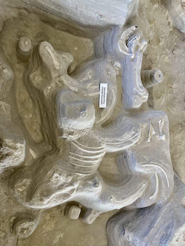 Ashfall Fissils Beds