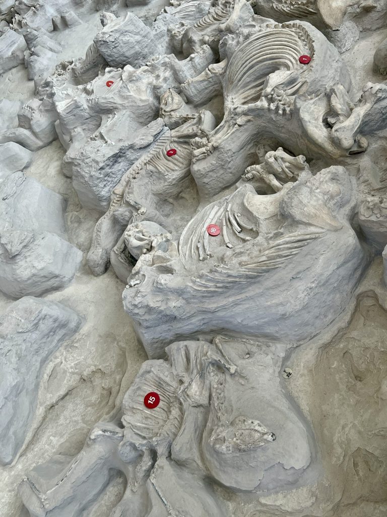 Ashfall Fissils Beds