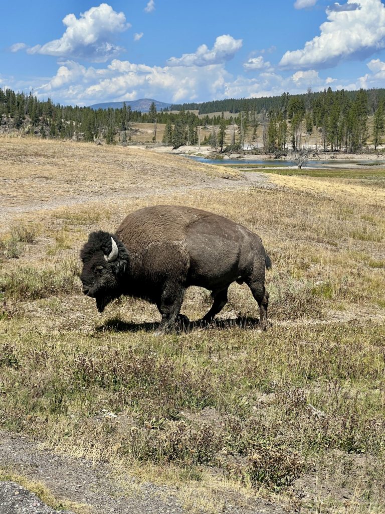 Yellowstone