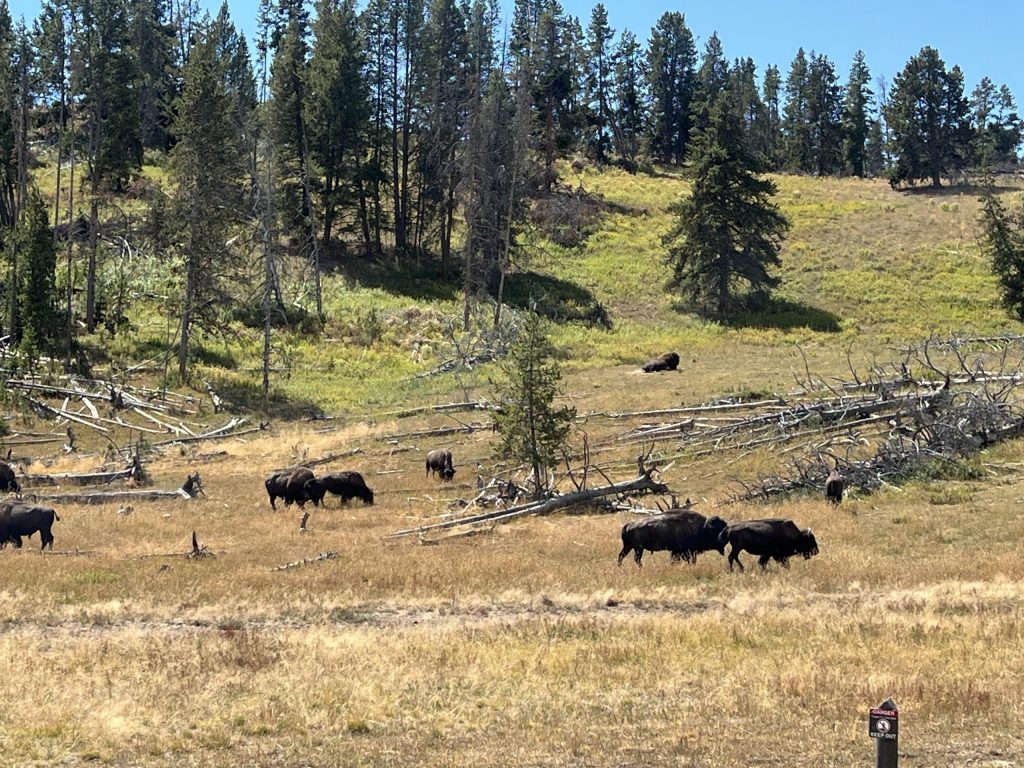 Yellowstone