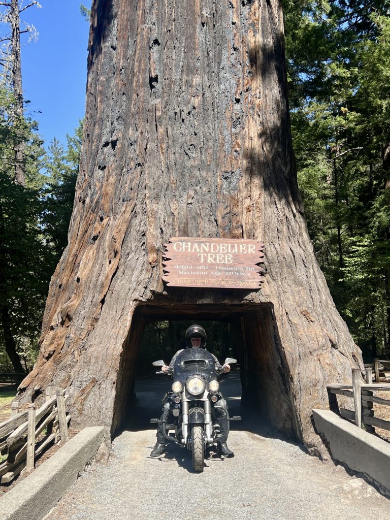 Drive thru tree park Leggett