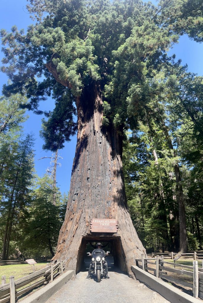 Drive thru tree park Leggett